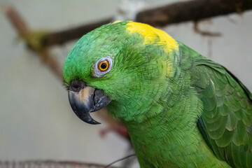 La mirada de un loro