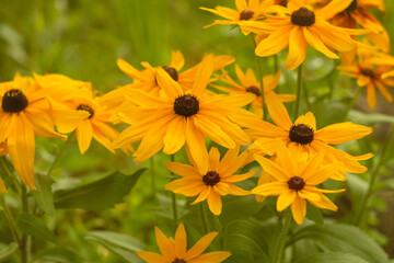 Rudbeckia. Beautiful yellow flowers in the garden, selective focus