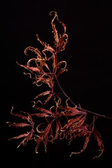 Dry red leaves of the japanese maple or weeping laceleaf; Acer Palmatum 