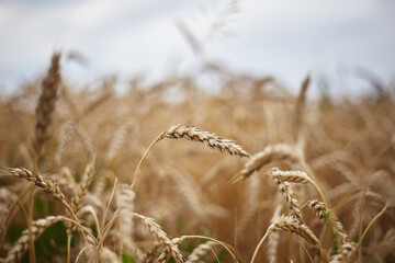 Fototapeta premium Wheat. Crop ripening on a warm evening day
