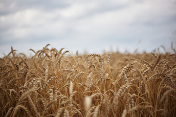 Wheat. Crop ripening on a warm evening day