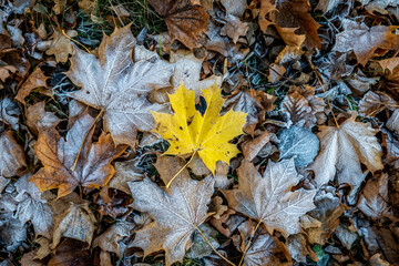 A yellow autumn leaf of a maple tree on a frozen surface. 