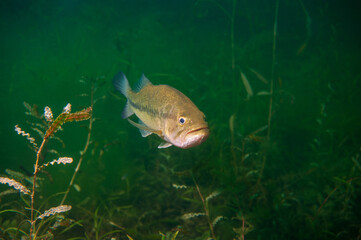 Largemouth bass swimming through the weeds in a Michigan inland lake. Micropterus salmoides