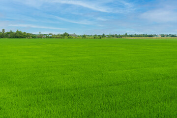 Beautiful view of green wide rice paddy fields and cloudy sky behind the community village in...