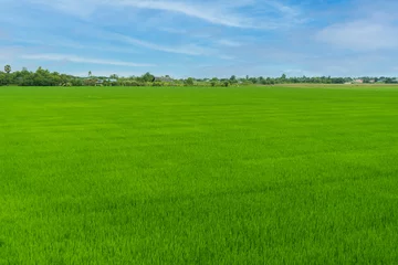 Photo sur Plexiglas Prairie, marais Beautiful view of green wide rice paddy fields and cloudy sky behind the community village in thailand. summer landscape, Plot of land for housing subdivision ,development, sale or investment.