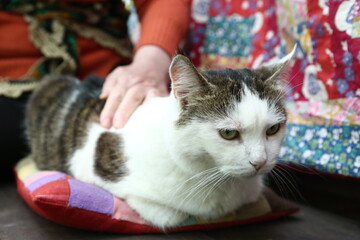 country funny cat outdoor closeup photo relaxing on patchwork pillow