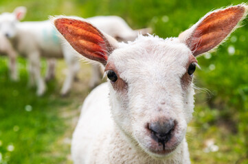 Jeune agneau blanc regardant le photographe