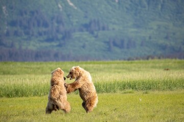 Sparring brown bear cubs, Katmai, Alaska