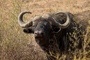 Close up of African buffalo