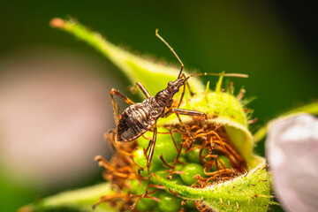 Raubwanze Insekt makro - 627803261