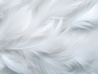 Fototapeta na wymiar White Feathers Background, Clean soft Illustration