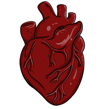 Realistic human Red heart illustration for t-shirt design