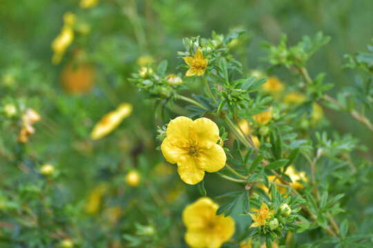 Tormentil or Potentilla erecta flower, selective focus
