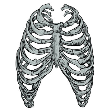  a human skeleton bone illustration for t-shirt design