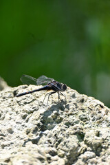 closeup the dark blue dragonfly hold on grey brown stone soft focus natural green brown background.