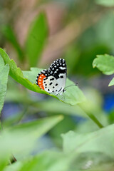 closeup the beautiful orange white black color butterfly hold on the dahlia flower plant leaf soft focus natural green brown background.