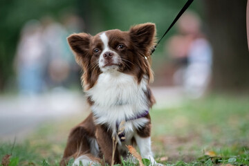 Portrait of a beautiful purebred chihuahua close-up on the grass.