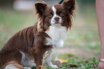 Portrait of a beautiful purebred chihuahua close-up on the grass.
