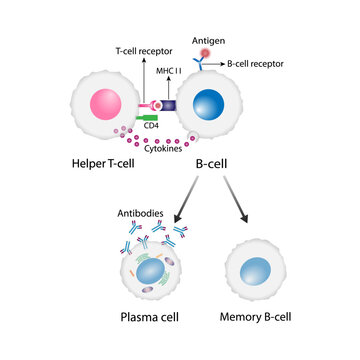 Activation B-cell leukocytes. B lymphocyte differentiation. Plasma cell and memory B cell. B cell and T cell interaction. Vector illustration.
