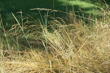 Goldbraunes hohen Gras vor grüner Wiese bei Sonne am Abend im Sommer