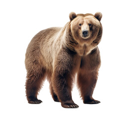 grizzly bear on transparent background