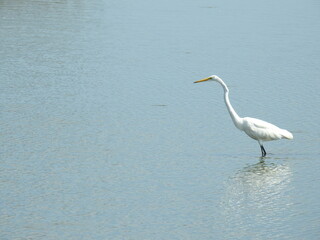 A great egret wading through the wetland waters of the Edwin B. Forsythe National Wildlife Refuge, Galloway, New Jersey.