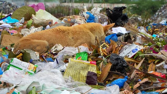 A dog sits in a dump yard and eats garbage to watch  