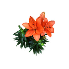 Lily bright orange flower isolated cutout object top view, houseplant in pot floral bouquet, clipping path soft focus