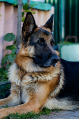 german shepherd dog