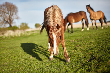 Naklejka na ściany i meble Horses on pasture. Spring meadow