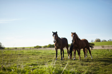 Horses on pasture. Spring meadow