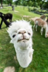 Alpaca funny face close up portrait, with funny hair cut in outdoor ranch