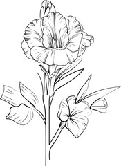 Cute flower coloring pages, gladiolus august drawing, yellow primula flower drawing, Hand drawn botanical spring elements bouquet of gladiolus august line art coloring page, easy flower drawing - obrazy, fototapety, plakaty