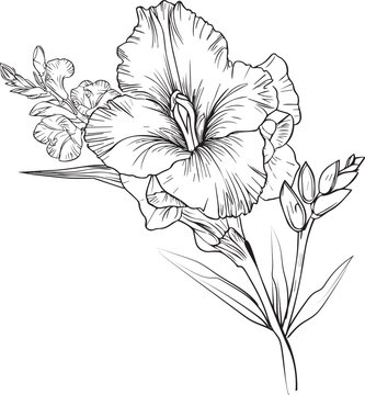 gladiolus birth flower vector illustration, beautiful gladiolus flower bouquet, hand-drawn coloring pages gladiolus flower drawing of artistic, engraved ink art, birth flower tattoo designs