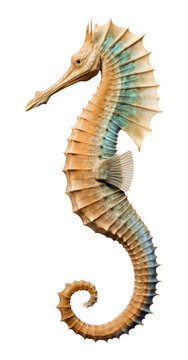 recommend clip art: Sea Horse Isolated on Transparent Background
                    