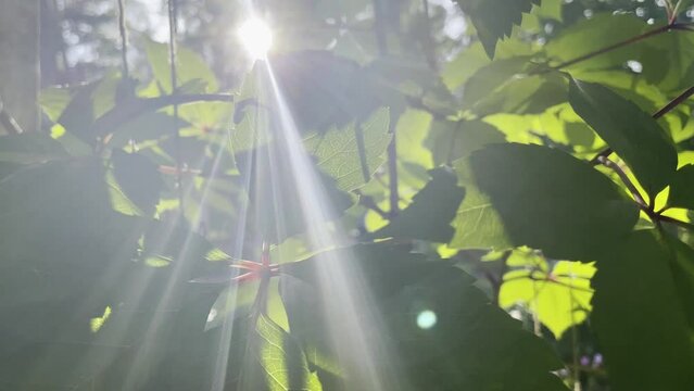 Sun rays through green leaves of wild grape. Macro leaf. Cnsept of nature and meditation. 4k. Sunshine in trees.