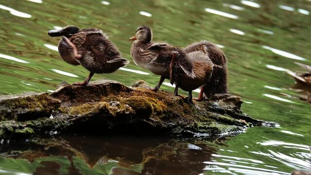 Family of ducks with ducklings on a log in the water