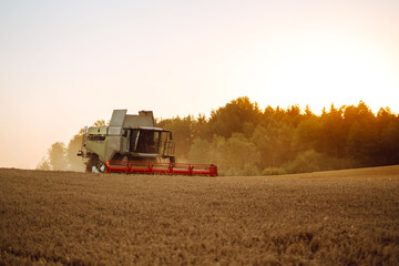 Combine harvester harvesting ripe wheat in the rays of sunset. Harvesting. Image of agriculture.