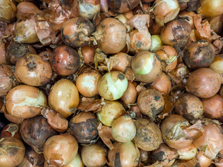 Background with onions in natural condition