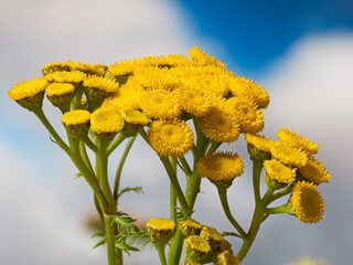 Nahaufnahme von gelben Blüten des Rainfarns (Tanacetum vulgare).