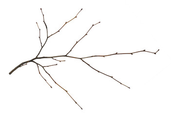 Dry empty twig isolated on white or transparent background