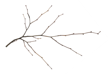 Dry empty twig isolated on white or transparent background