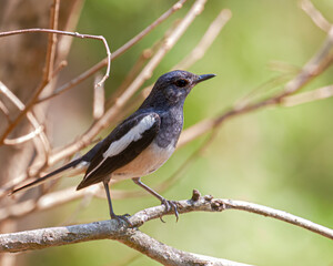 A Oriental Magpie resting