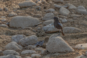 A Pied Bush Chat