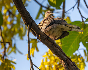 A Spotted Dove looking back