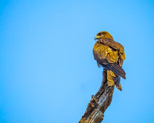 A Black Kite resting