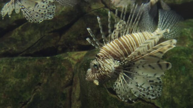 Zebra Lionfish Species of ray-finned fish of the scorpion family