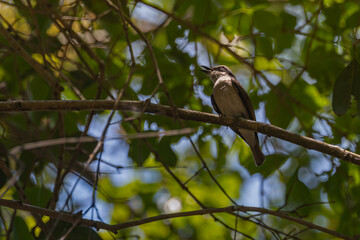 A Wood Shrike