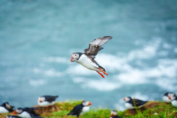 Atlantic puffin flying and catching eel in ocean during summer