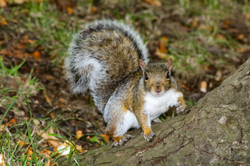 wild squirrel in the middle of the field